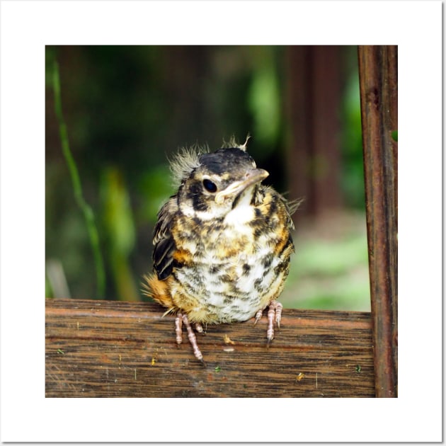 Young American Robin Perching Wall Art by BackyardBirder